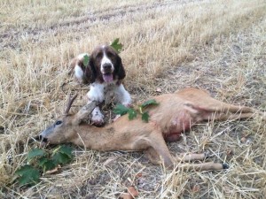 Maja - úspěšný dosled srnce.