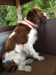 Na kazatelně - pozor něco jde! Maja