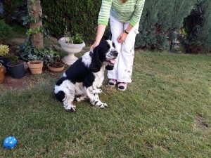 Shaggy - Montík společník rodiny.