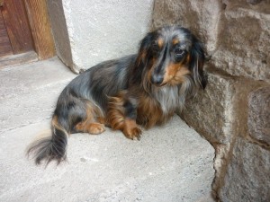 Capík je překrásný - tygrovaný pejsek.