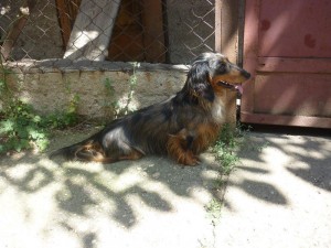 Capík - Barnabášek krásný.