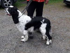 Shaggy - Monty se přijel také ukázat.