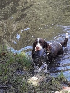 Giulian nese dummy kachnu.