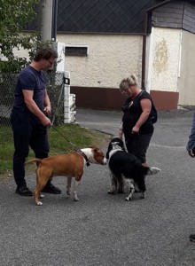 Nera nedávno napadl staford a tak jsme museli jeho chování vůči stafordům odbourat. Jako figurant a pomocník byl náš rodinný staford Julek z Mařenické fořtovny.