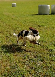 Werra-Beli nosila vycpaninu králíka.A že jí to bavilo, je vidět.