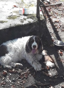 Belinka - Borča vzorně čekala taky dole.