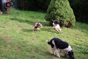 Vigo s Werrou-Beli řádili pořádně!