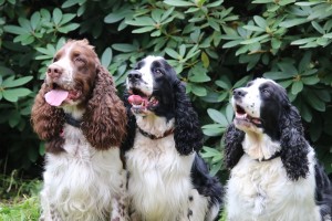 Vigo s mámou Mendici a Iran...škoda, že se toho nedočkala jeho mamina Mompy - Dianka.