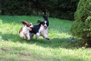 Jupííí, rafnu tě!