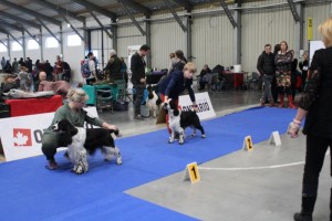 Nero v Praze - výborný 2, r.CAC