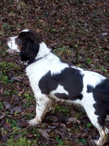 Xanny z Větrné paseky