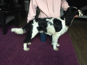 Xuri z Větrné paseky - Darcy