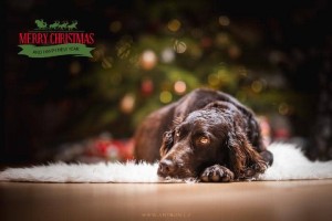 CHS Any - Bon - němečtí křepeláci na vysoké úrovni