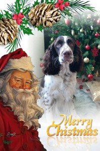 Krásný zbytek vánoc a vše nej do nového roku!!!