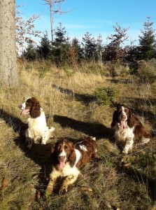 2.1.2020 procházka - bylo krásně - Werra-Beli, Reisha a Giulian.