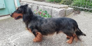 Krasavaček Capík - Barnabášek