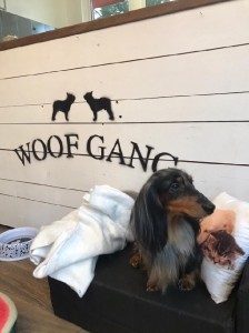 Cipísek - Monty má krásnou srst, je to fešák!