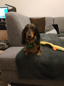 Tady bydlím já!!! Cipísek - Monty