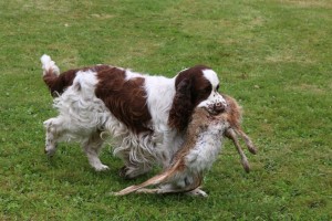 Ebony aportuje těžkého zajíce.