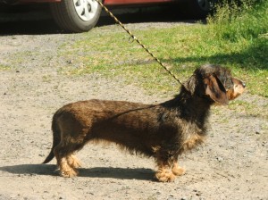 Betty u Hříbečku dva roky.