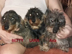 Všechny maminčiny fenečky. Axinka odešla do věčných psích lovišť v dubnu 2019.