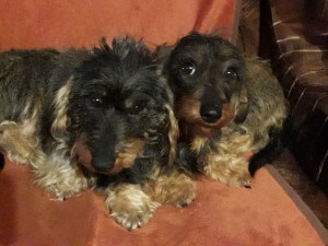 Lara a Betty, když se zabydlovaly u nás.