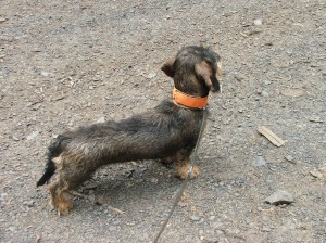 Dvouletá Lara z Chraštínského lesa