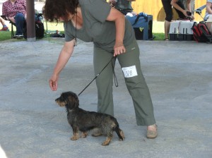 Lara na Národní výstavě v Mladé Boleslavi, tř. mladých - V1,CAJC