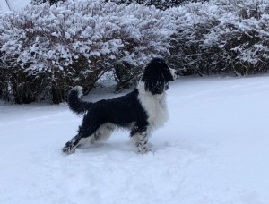 Weston (Barny) a jeho první sníh.