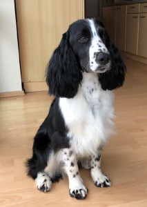 Weston (Barny) ostříhaný - fešák!