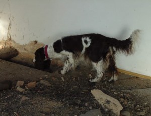 Uriana (Meggie) našla "správný pach".