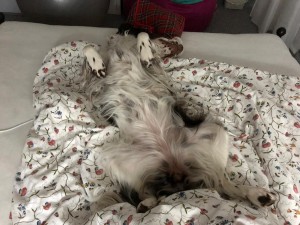 Uriana (Meggie) a po závodech správný odpočinek!