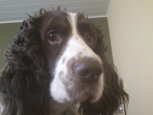 Xaro z Větrné paseky odešel do věčných psích lovišť....