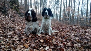 Xanta (Endží) s Gloriou z Větrné paseky