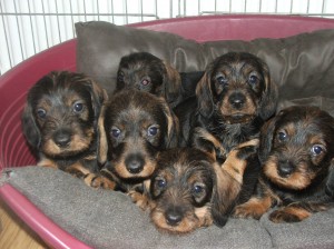 Vzadu je fenečka Dafné, vepředu zleva pejsci Drak, Dandy a Dante a vpravo fenečky Dajda a Debbie.