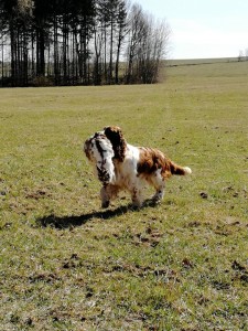 Reisha nese těžkého králíka.