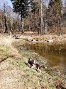 Nejoblíbenější Reishina disciplína, kachna z vody.