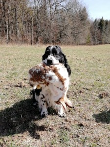 Vzorný aportér Hubínek.