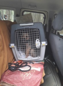 Jezdí s námi pejsek na výcvik. Cvičí na dosledy.