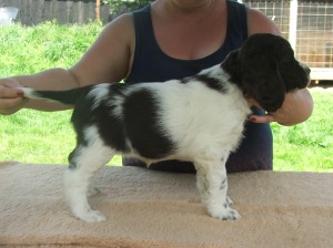 Yordanka v postoji v sedmi týdnech. Je to naprosto mimořádná fenečka v povaze.