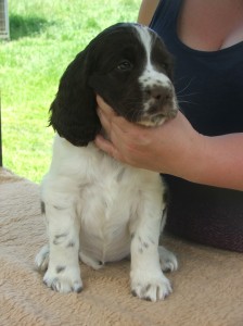 Yordanka je moc milá a krásná fenečka.