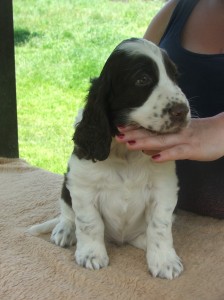 Yordan je velmi temperamentní psík a stále vymýšlí nějaké lumpárny.