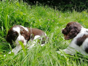 Bráško, pojď si hrát!