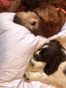 Seznamování dopadlo dobře.