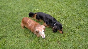 Holky jsou neustále spolu.