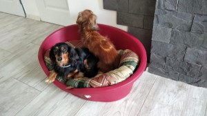 Svou stařičkou kamarádku však neopouští.