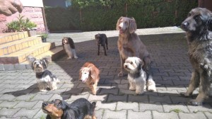 Obě holky byly také chvíli ve psím hotelu a zároveň psí škole. Ostudu určitě neudělaly.