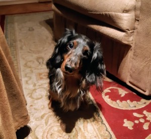 Narsilek - poslal kukuč pro Capetku! Prý je na ní už zvědavý!