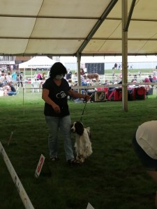 Předvádění Werry-Belinky v kruhu.