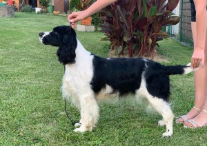 Viola z Větrné paseky - ZV II.c., BZ II., DKK 1/1